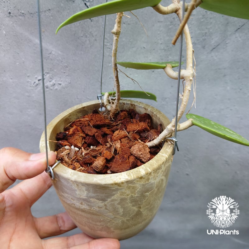 Hoya Parasitica Heart Leaves Splash ホヤ パラシティカ ハ