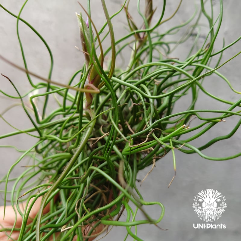 ブロメリア・エアープランツ tillandsia bulbosa 'redbull' true Tillandsia bulbosa チランジア ブルボーサ 大株 インテリア植物