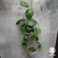 Hoya nummularioides yellow corona ホヤ ヌンムラリオイデス