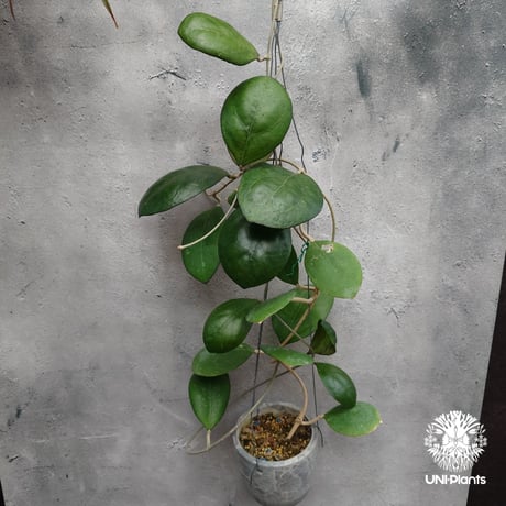 Hoya cv. Nathalie ホヤ cv.ナタリー ホヤ植物 希少なホヤ植物 レア つる性 つる性植物 ハンギング ハンギング植物
