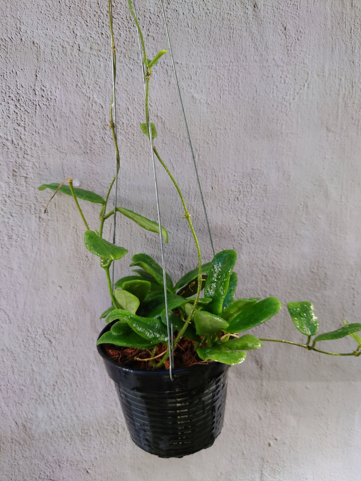 怪奇植物　シルバー人魚ホヤ Hoya polyneura broget 怪奇植物 シルバー人魚ホヤ Hoya polyneura broget Hoya