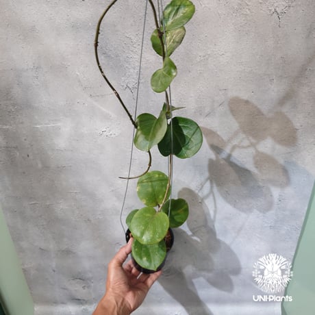 【タイ直輸入・希少】Hoya SS 7-21 ( kerrii x erythrina )｜ホヤ SS 7-21 ( ホヤ カーリー × ホヤ エリスリナ )｜珍品・ホヤ植物・つる性植物
