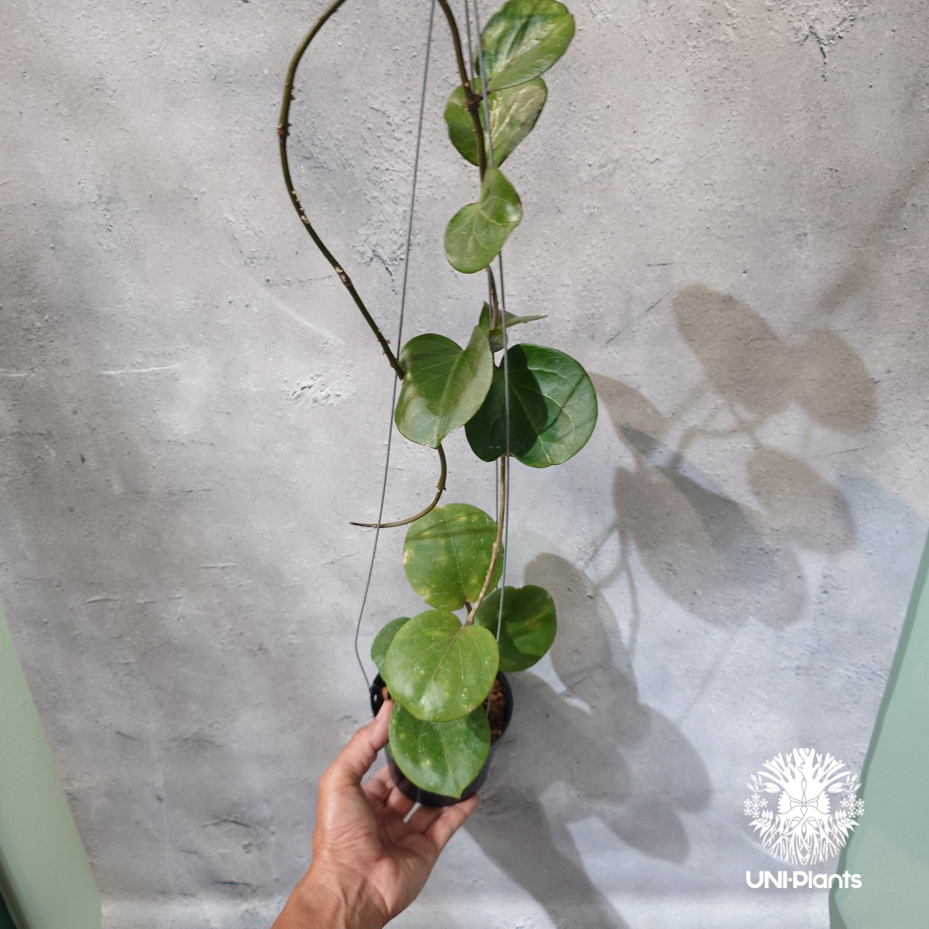 タイ直輸入・希少】Hoya SS 7-21 ( kerrii x erythrina )｜ホ