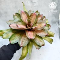Neoregelia Jampa ネオレゲリアジャンパ  Neoregelia ブロメリア科 ネオレゲリア属 ネオレゲリア 着生植物
