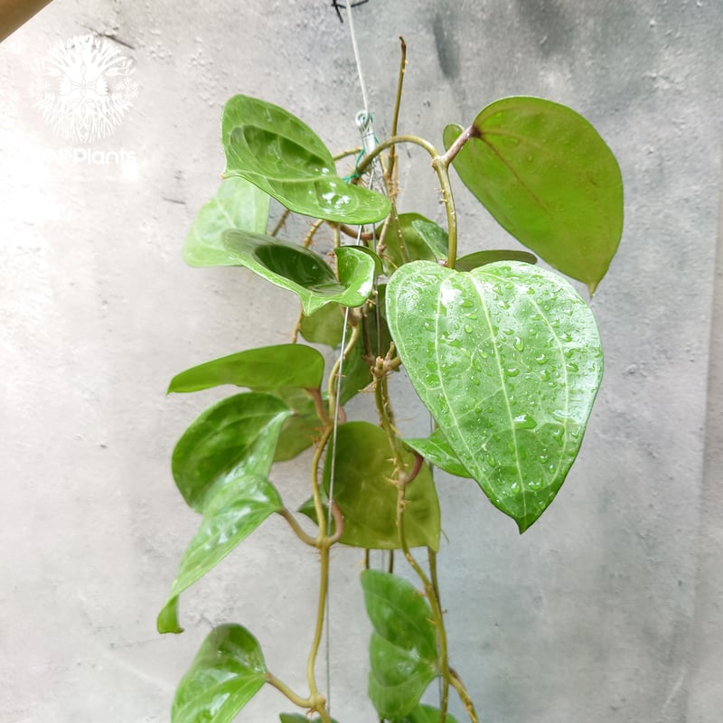 Hoya Sarawak pink ホヤ サラワック ピンク ホヤ植物 Hoya plants