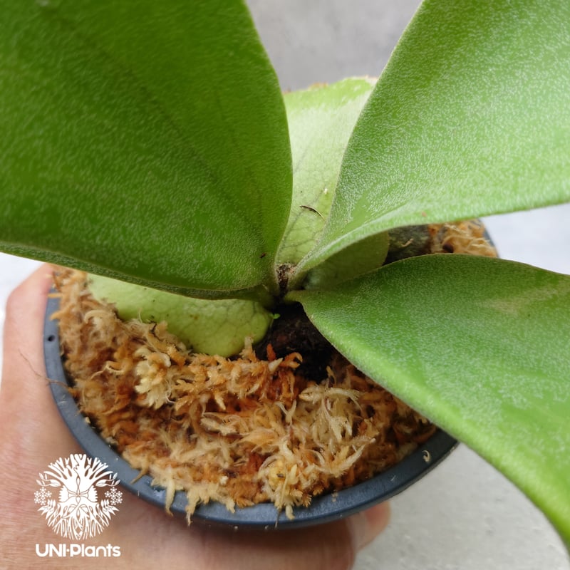 Platycerium willinckii white angel ビカクシダ ウィリンキー