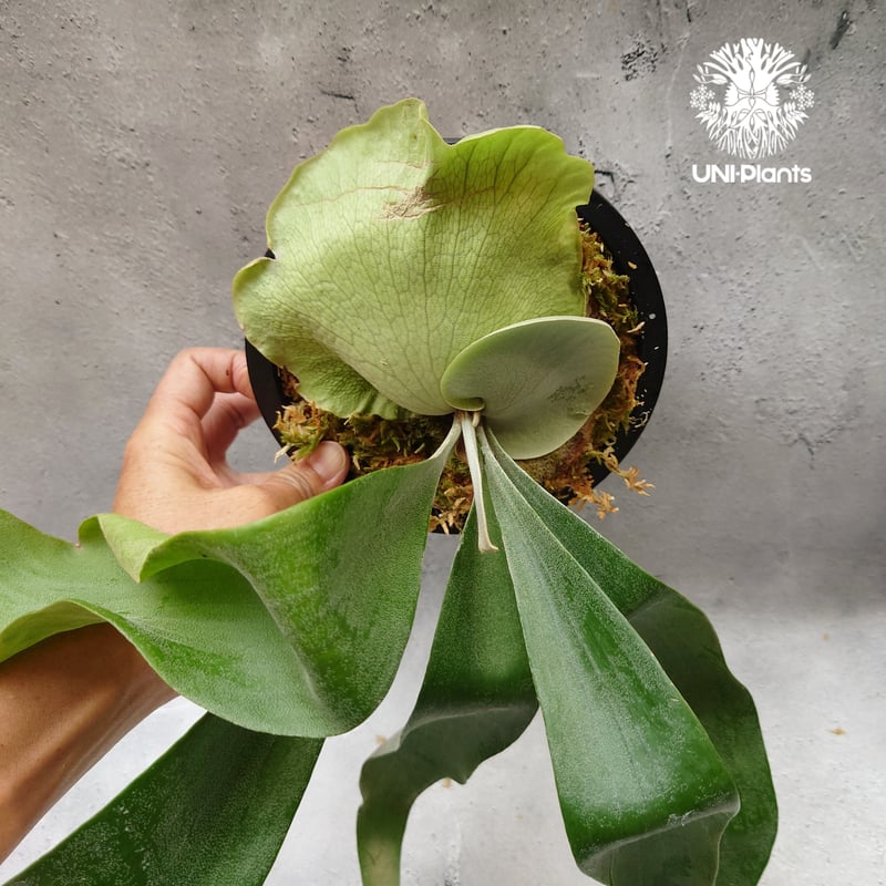 P.'Suriyon' OC ビカクシダ　コウモリラン　スリヨン P.'Suriyon' OC ビカクシダ コウモリラン スリヨン