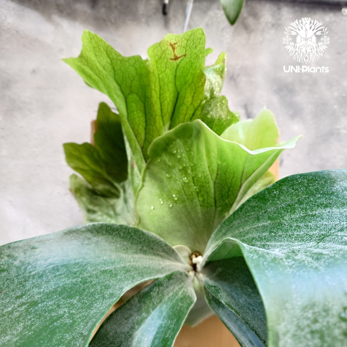 ビカクシダ　ヒリー　パナマ　P. hillii panama ビカクシダ パナマ Platycerium hillii ' Panama ' コウモリラ