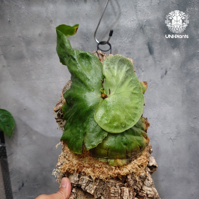 【ビカクシダ・グランデ】 Platycerium grande ビカクシダ グランデ ビカクシダ原種 植物 シダ