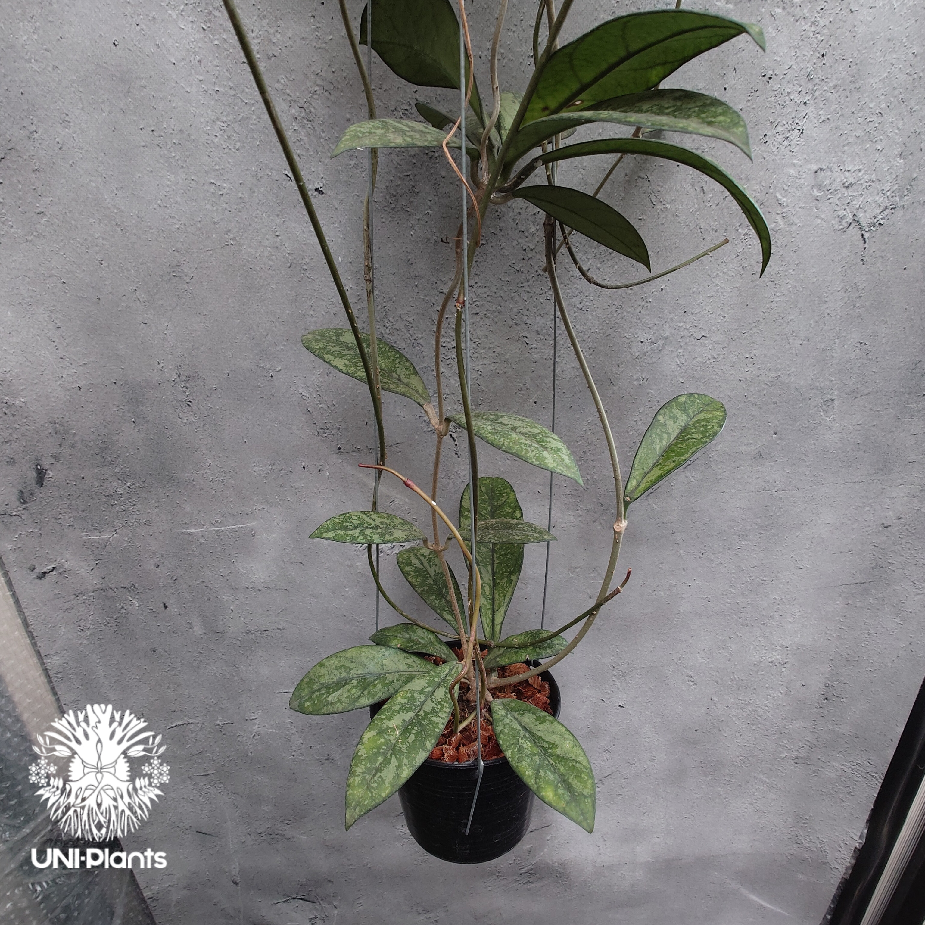 Hoya Crassipetiolata super splash ホヤ クラシペティオラータ