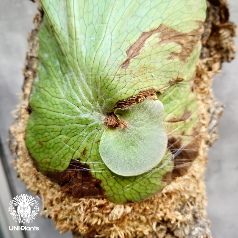 ビカクシダの女王 ワンダエ　Platycerium wandae⑦大きめ大迫力 Platycerium wandae wild ビカクシダ ワンダエ ワイルド株
