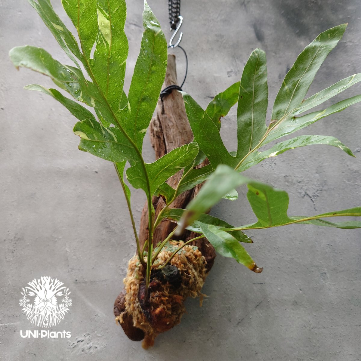 Drynaria quercifolia variegata ドリナリア クエルシフォリア バ Drynaria quercifolia variegata ドリナリア クエルシフォリア バ