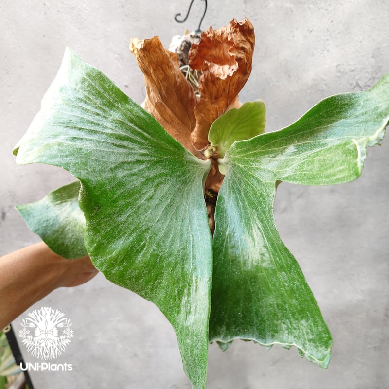 ビカクシダ　ステマリア ビカクシダ ステマリア Platycerium stemaria ビカクシダ原種 植シダ