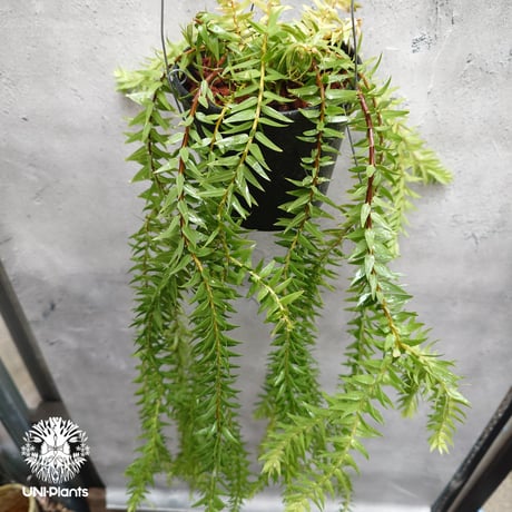 Huperzia spp. フペルジア Phlegmariurus (フレグマリウルス)   観葉植物 珍奇植物 植物 着生植物 インテリア植物 珍しい シダ植物