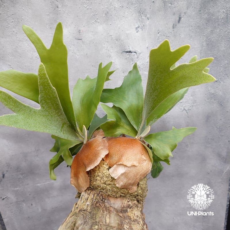 Platycerium sp.(spore) ビカクシダ スポア ビカクシダ シダ植物 ビカ