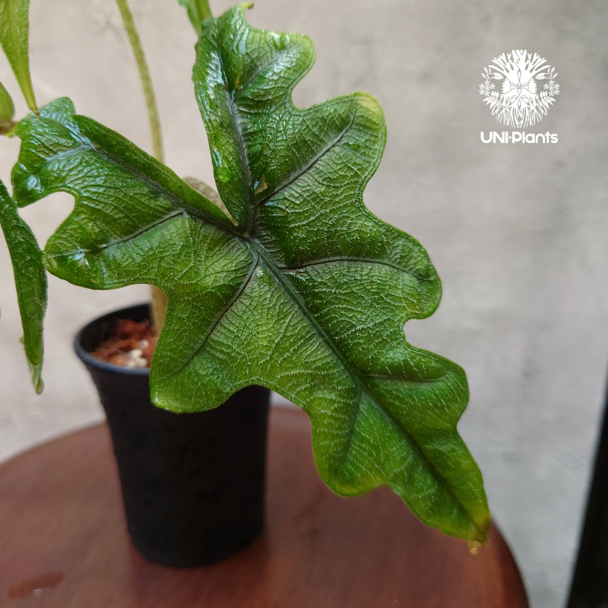 Alocasia jacklyn アロカシア ジャクリン アロカシアジャックリ 観葉