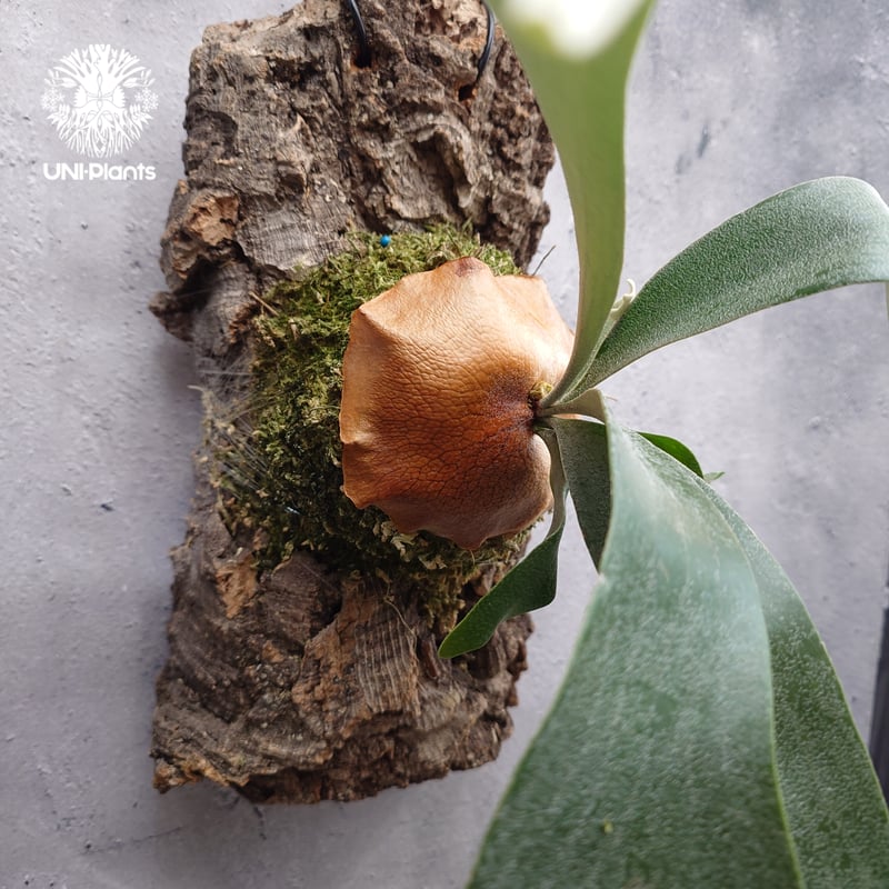 Platycerium Banna #A (pup) ビカクシダ バンナ #A (子株) ビカ