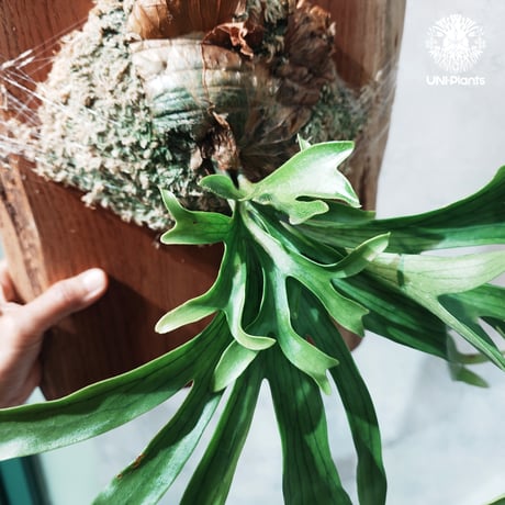 【タイ直輸入・現地選抜】Platycerium coronarium 'Dragon Tree' |  ビカクシダ コロナリウム ドラゴンツリー｜Platycerium ｜希少種