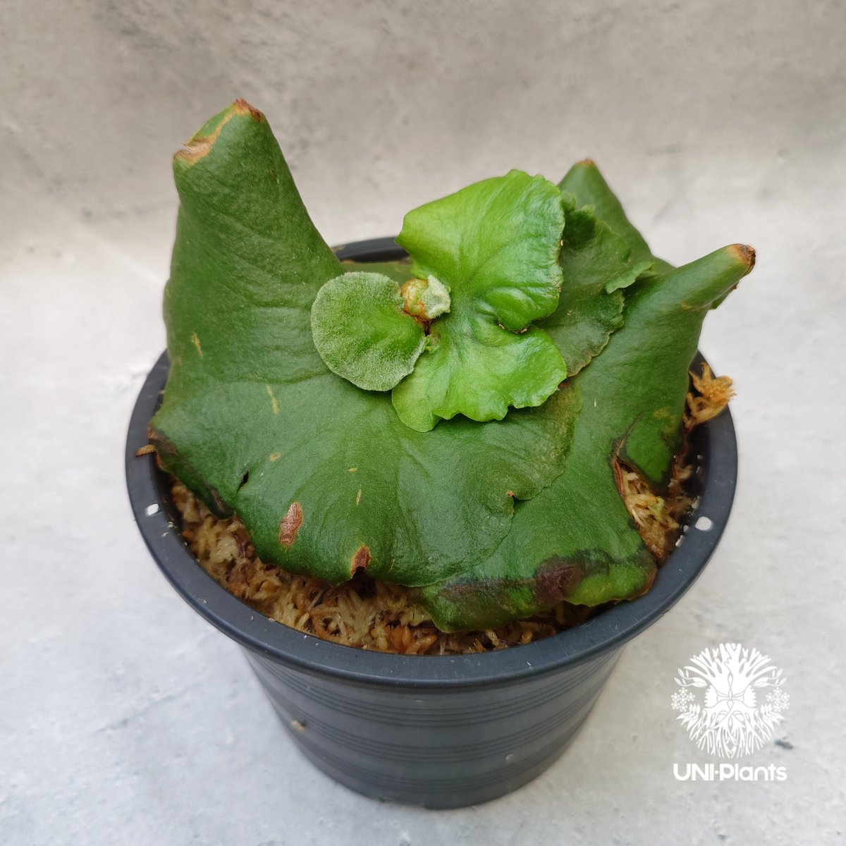 ビカクシダ キッチャクード シンリーフ Platycerium Kitshakood thin