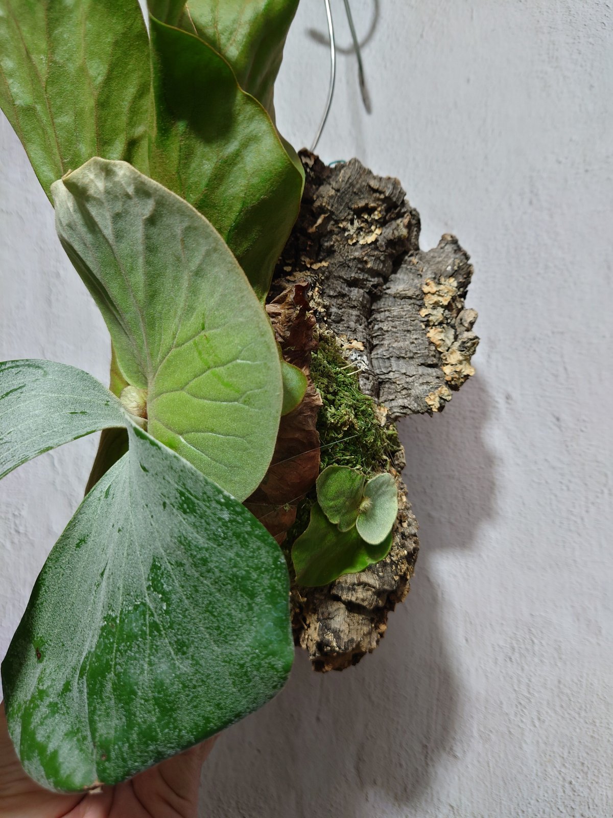 ビカクシダ エレファントティス 板付 親株 【公式通販】