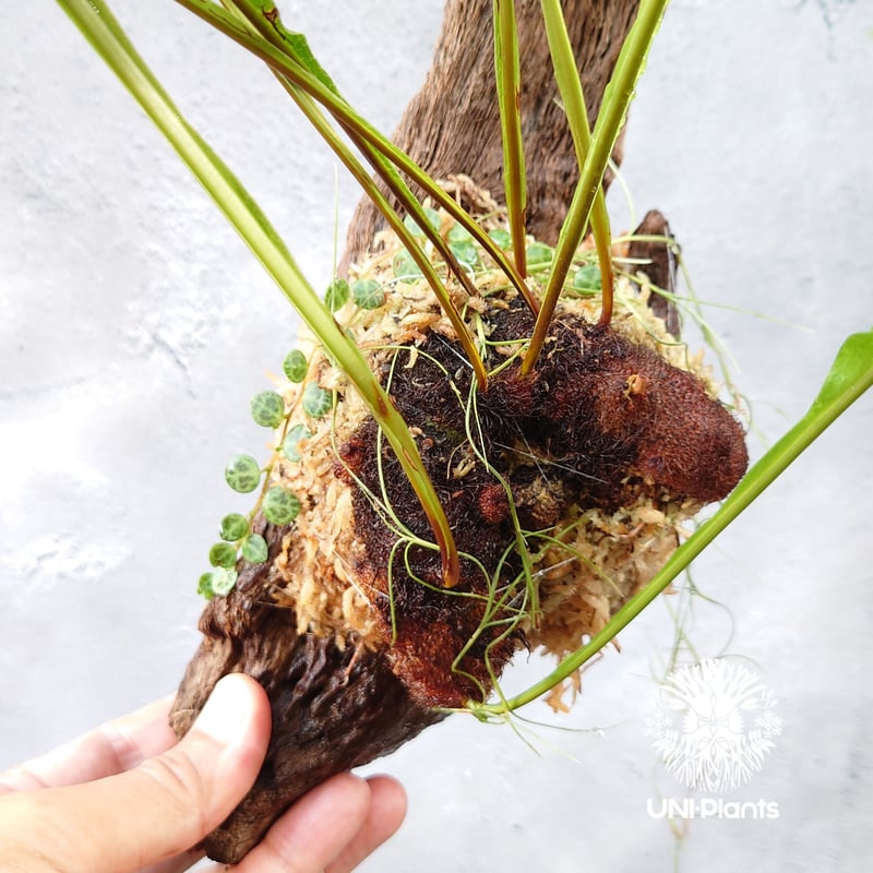 Drynaria bonii wild ドリナリア·ボニー タイ産山採り株 流木仕立て