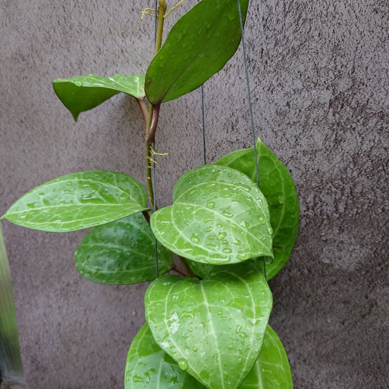 Hoya Sarawak 希少なホヤ植物 限定入荷 植物 珍奇植物 珍奇