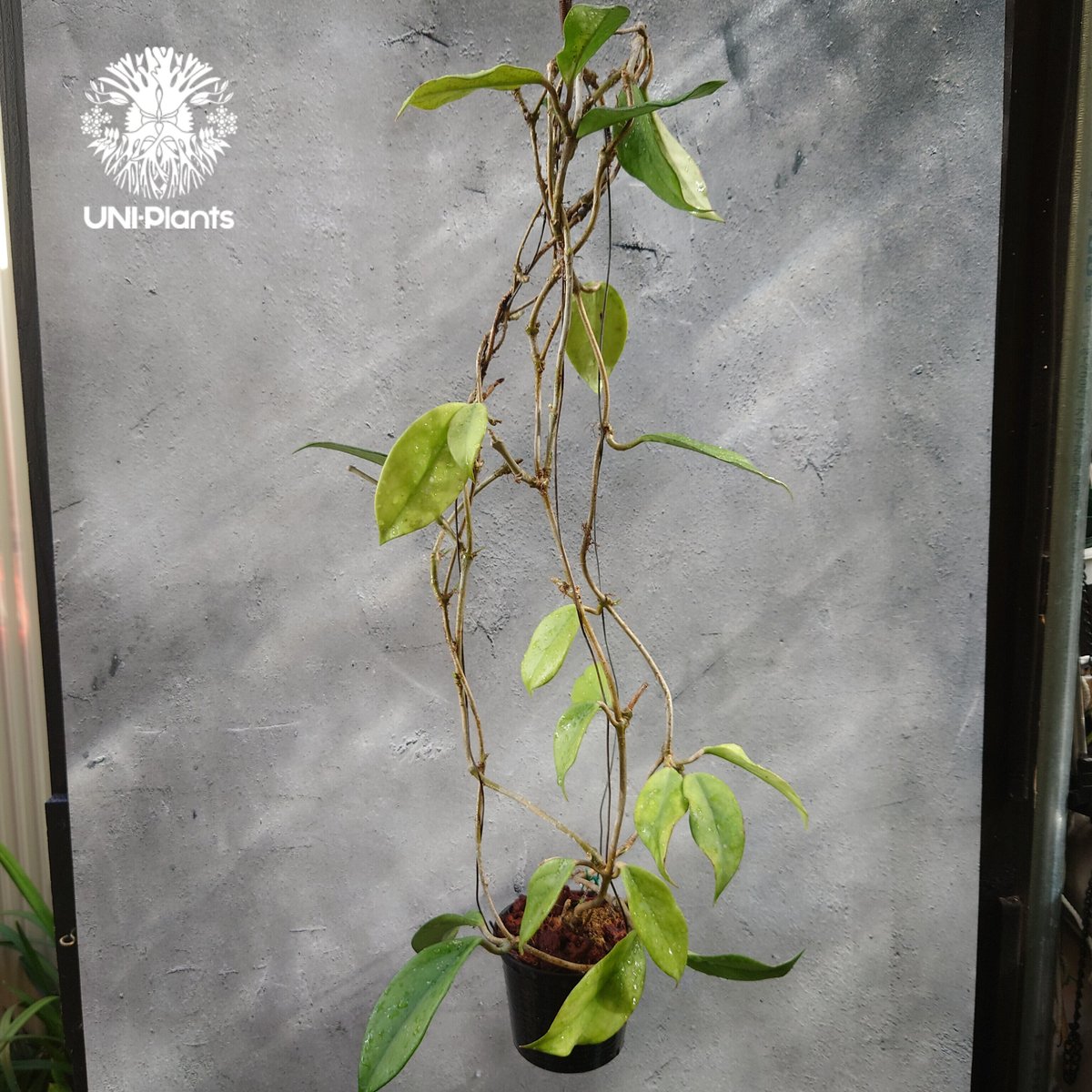 ホヤロイヤルハワイアンパープル