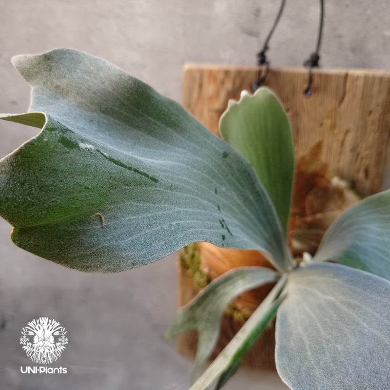 Platycerium willinckii cv.Griffin (pup) ビカクシダ ウ