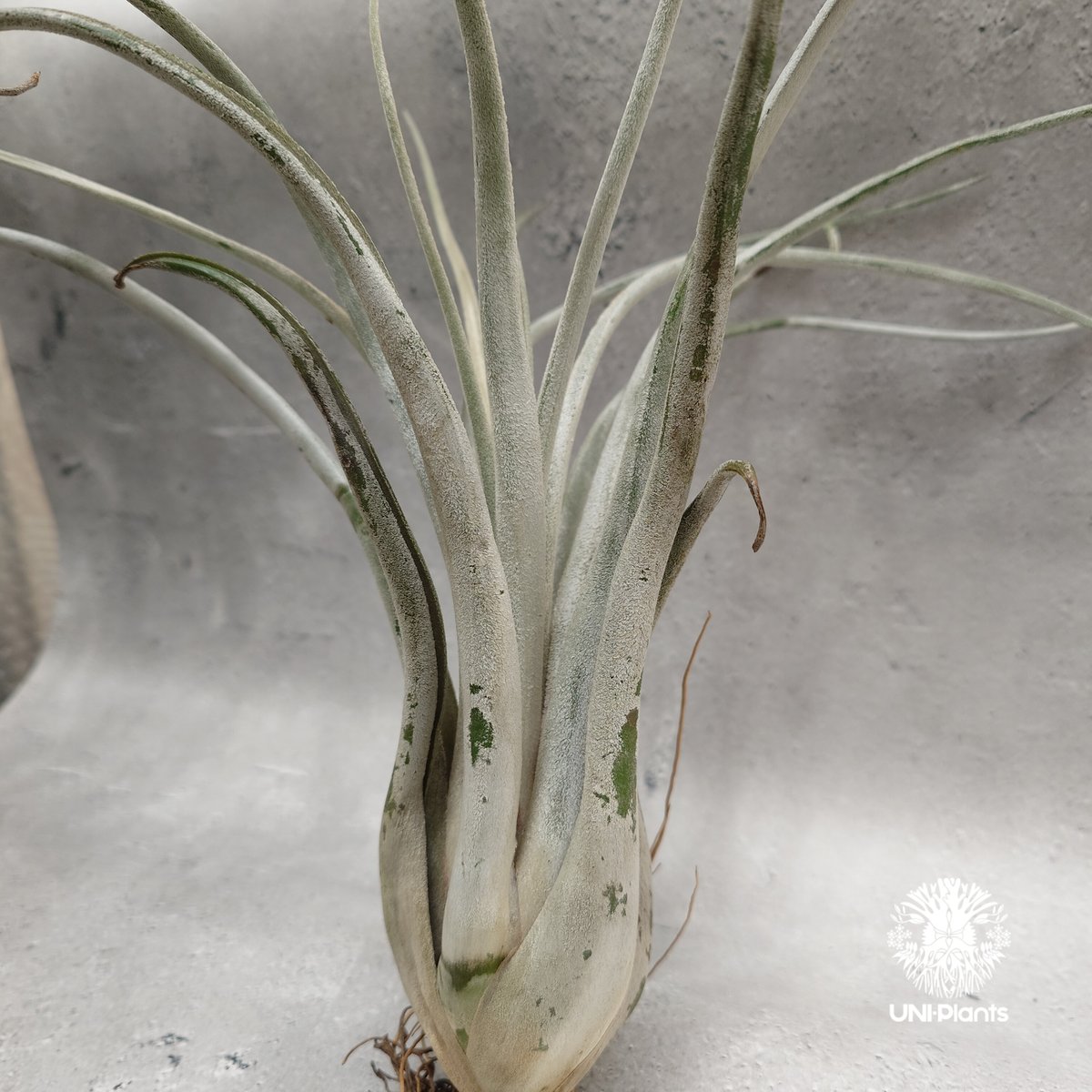 チランジア　Kraken 子株つき チランジア Kraken 子株つき 【公式通販】