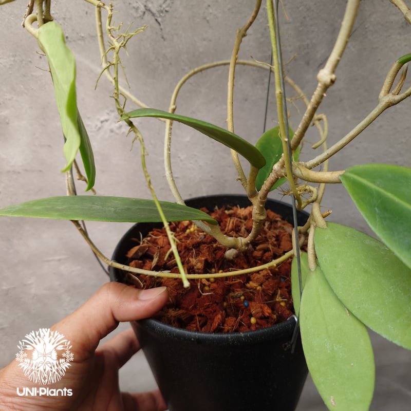 Hoya mindorensis lite yellow ホヤ ミンドレンシス ライトイエロー