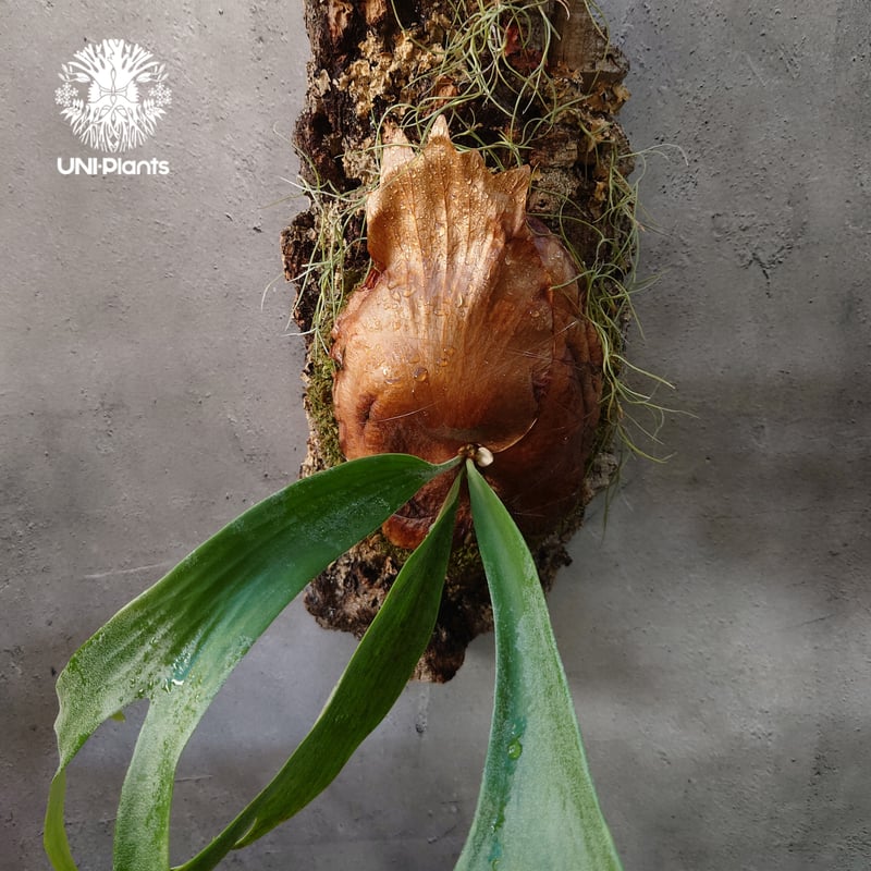 ビカクシダ　ウィリンキーPlatycerium willinkii ビカクシダ ウィリンキー ヤミー「 Platycerium willinckii Yummy」