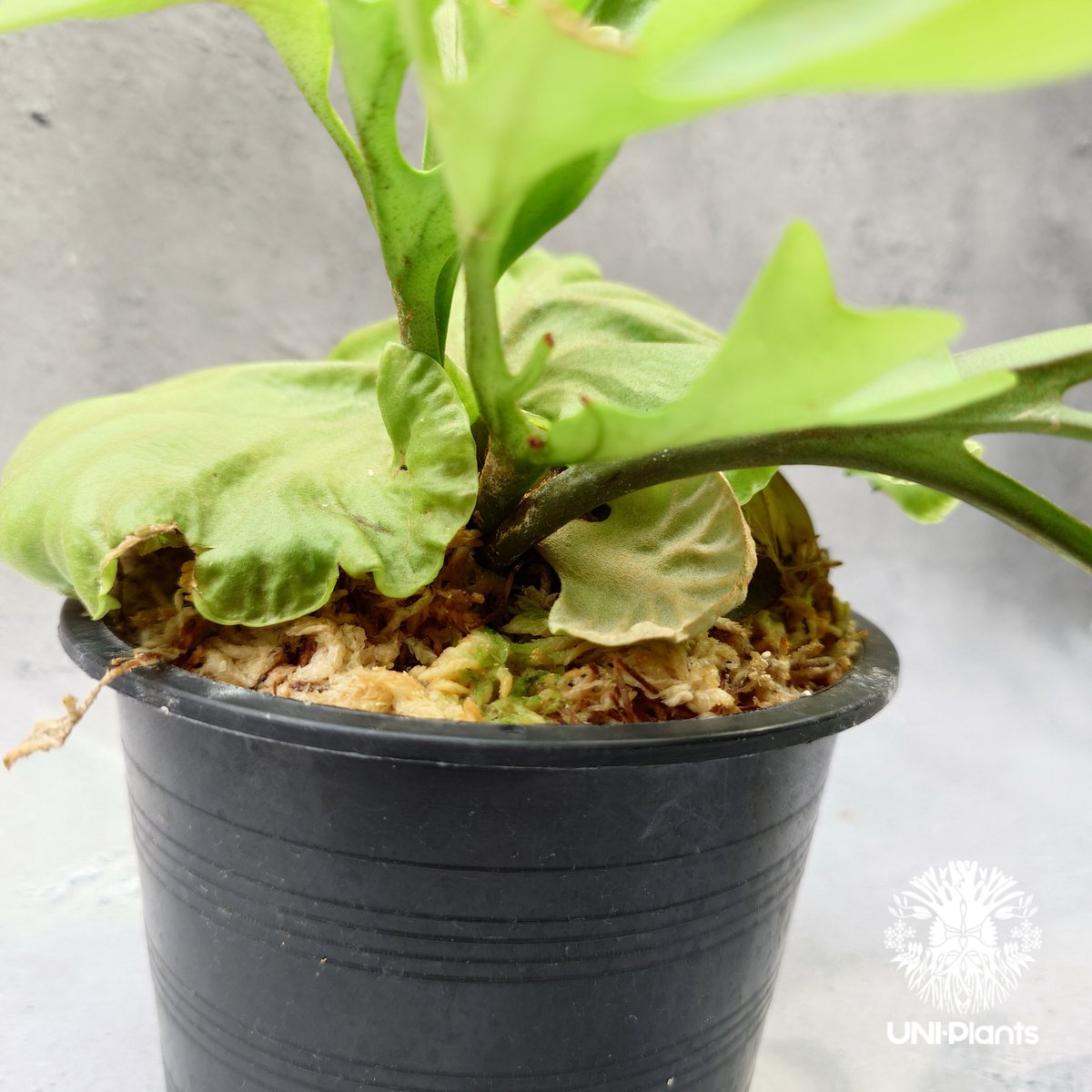 ビカクシダ　dk9 ビカクシダ リドレイ Platycerium Ridleyi コウモリラン