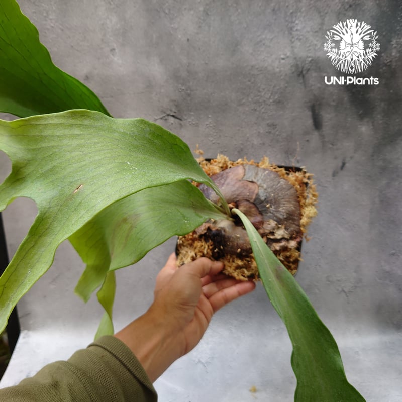 ビカクシダ　ヒリー　グループM　子株 5 フラワー・ガーデニング ビカクシダ ヒリー グループM 子株