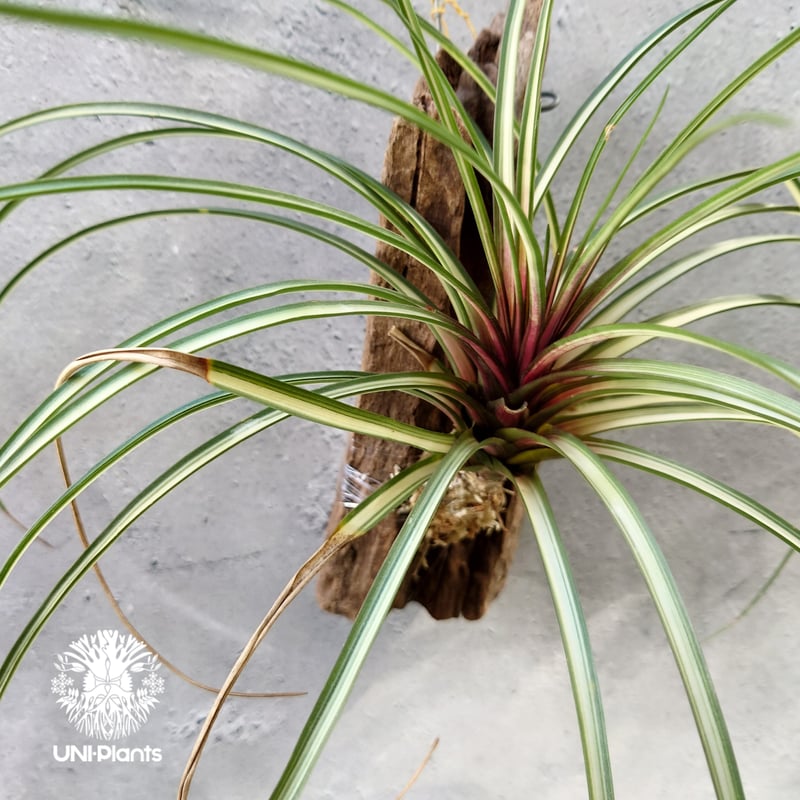 Tillandsia cyanea variegata チランジア キアネア バリエガータ イ