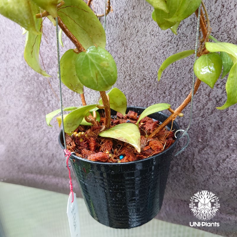 花座いっぱい! Hoya Fitchii orange flower (short leav