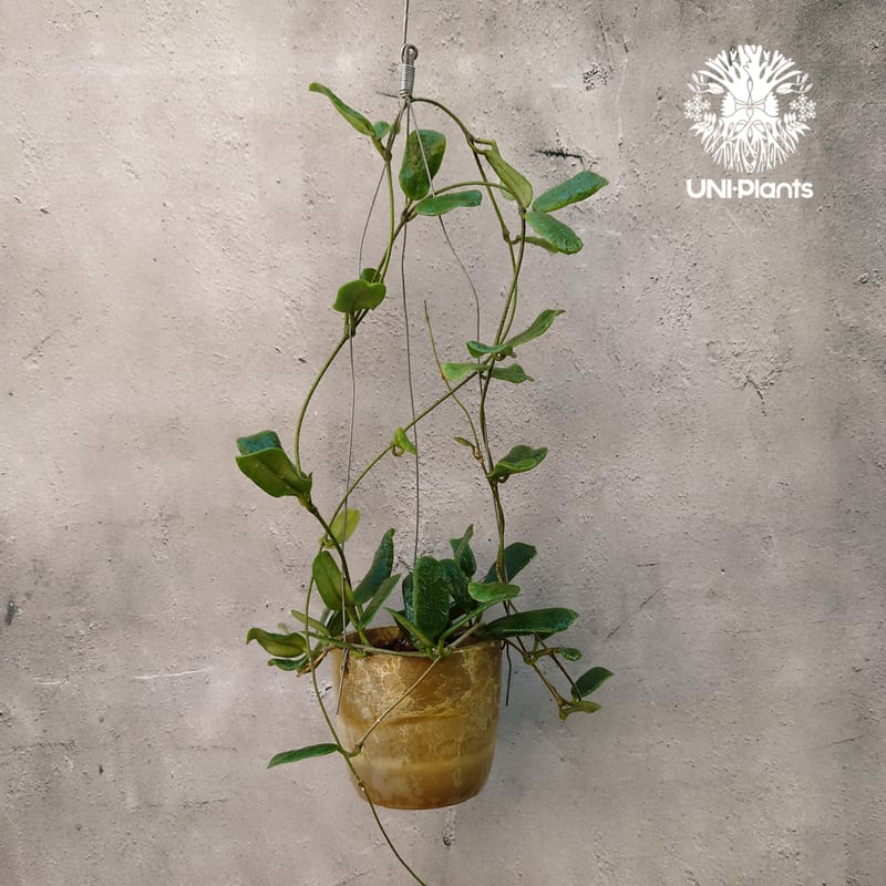 ホヤ ロツンディフォリア Hoya rotundiflora ホヤ植物 Hoya plant