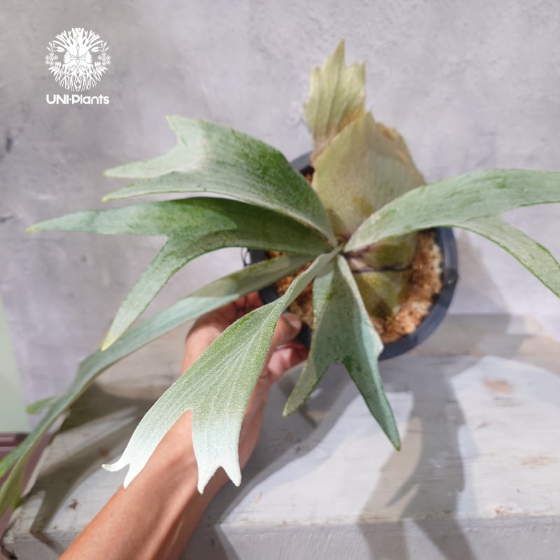 国内繁殖株・一点物】Platycerium bifurcatum 'white' ｜ビカ
