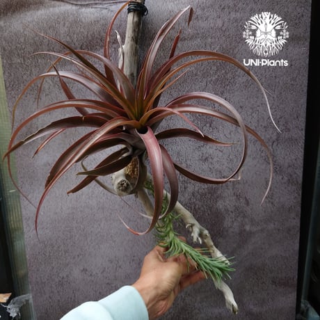Tillandsia capitata “Marron” with Araujei ティランジア チランジア・カピタータ・マロン With アラウジェイ 珍奇植物 植物 エアプランツ ブロメリア