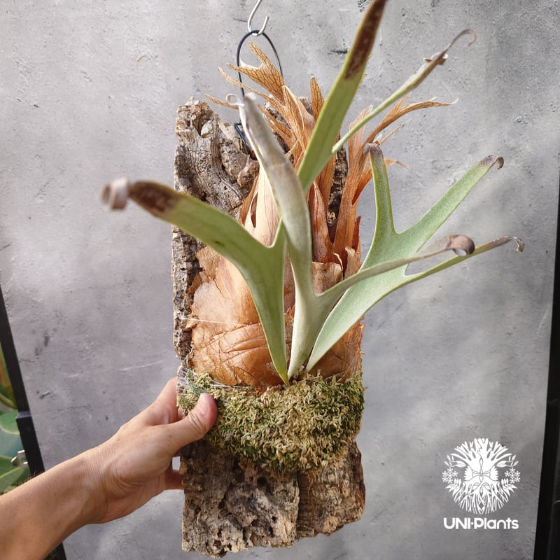 ビカクシダ ベイチー(子株) Platycerium veitchii(pup) コウモリラン