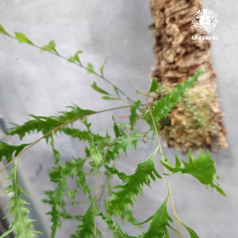 Drynaria rigidula `whitei ドリナリア·リギデュラ'ホワイティ' 着生