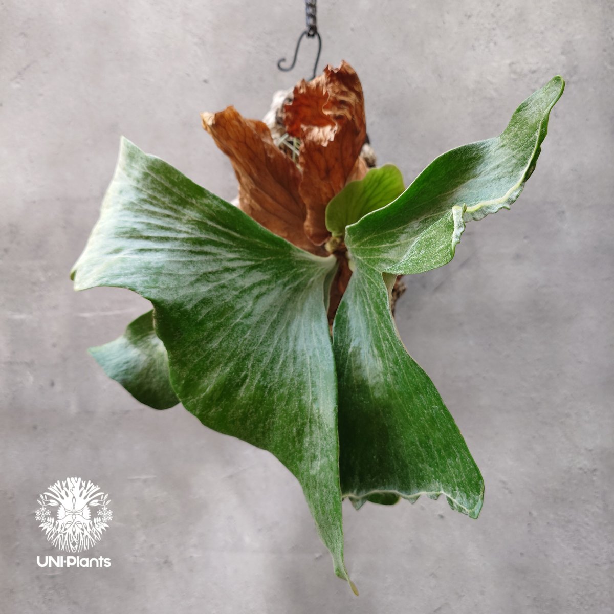 ビカクシダ ステマリア Platycerium stemaria コウモリラン ビカクシダ