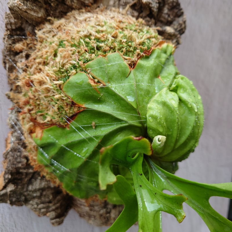 ビカクシダ　リドレイ ビカクシダ リドレイ ドワーフ シルベリー | GREEN LUCK