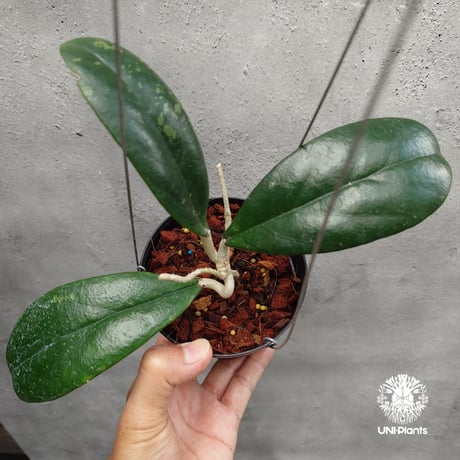 CATEGORY ホヤ植物 (Hoya) | UNI-Plants ビカクシダ、ホヤ植物、着生