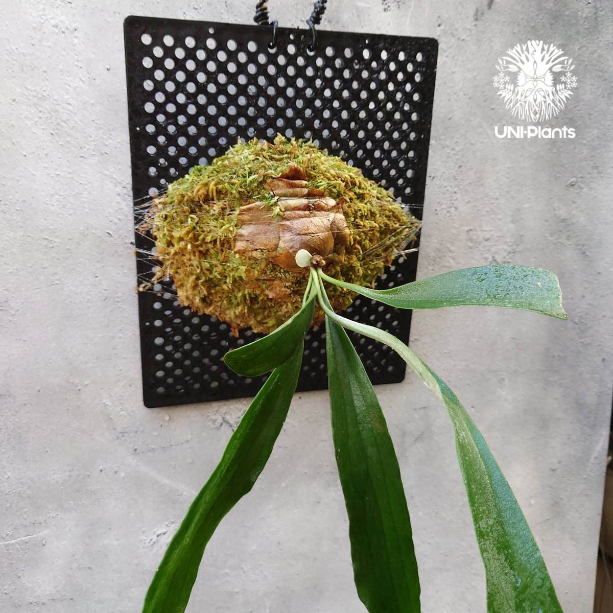 Platycerium Rydeen ビカクシダ ライディーン ビカクシダ