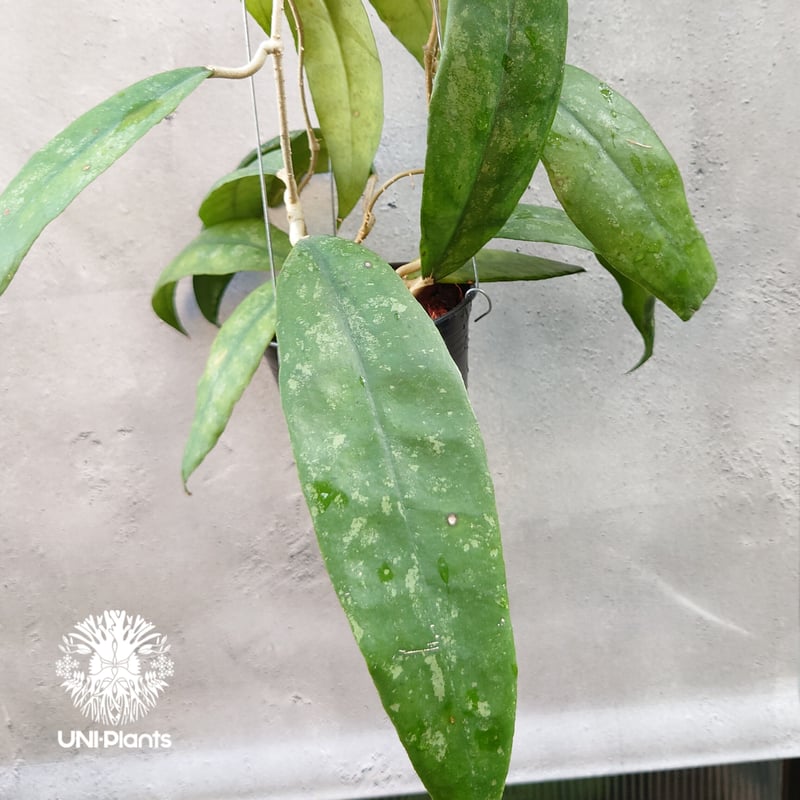 Hoya Finlaysonii splash （cv.trang）ホヤ フィレンソニー スプ