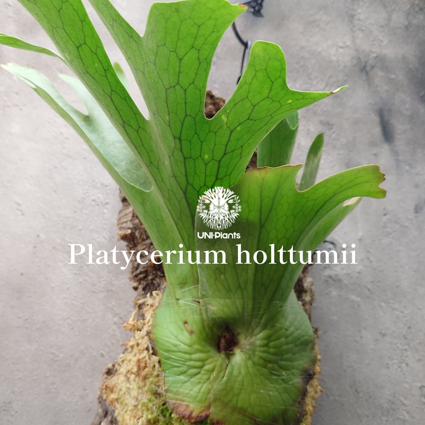 【特大株】ビカクシダ ホルタミー Platycerium holttumii New arrival 》Platycerium holttumii | UNI-Plan