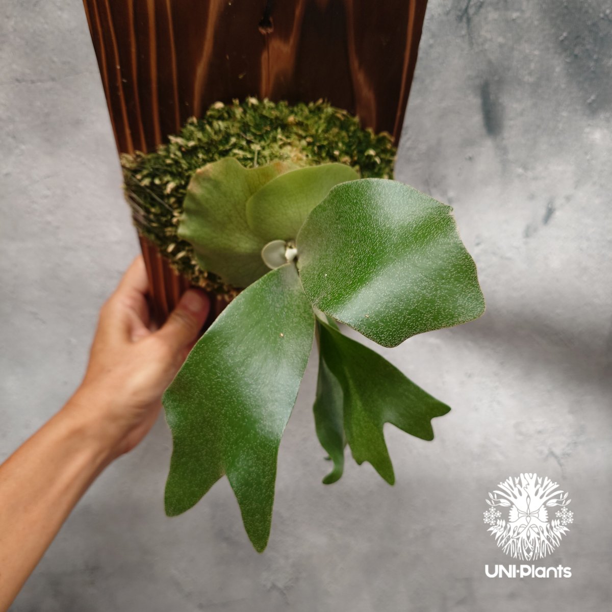 Platycerium hillii cv.Miss Moana（pup） ビカクシダ ヒリー