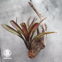 Neoregelia Hot Ember ネオレゲリア ホットエンバー Neoregelia ネオレゲリア着生アレンジ ブロメリア Bromeliad ブロメリア科ネオレゲリア属