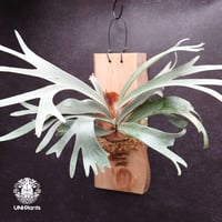 ビカクシダ 品種不明 Platycerium sp. コウモリラン ビカクシダ子株