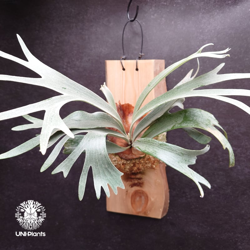 Platycerium White Wing sporeling (P.veitchii x